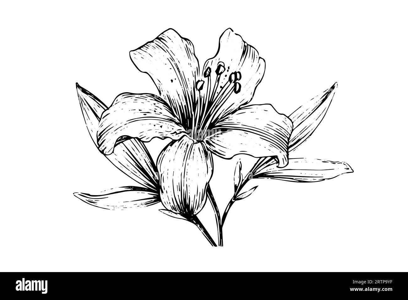 Schizzo con inchiostro disegnato a mano in zafferano o croco. Illustrazione vettoriale in stile vintage. Illustrazione Vettoriale