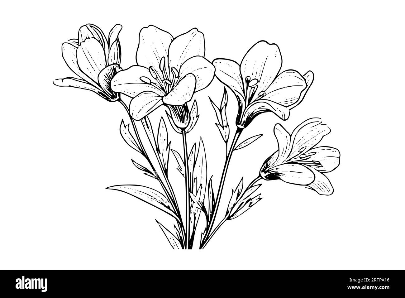 Schizzo con inchiostro disegnato a mano in zafferano o croco. Illustrazione vettoriale in stile vintage. Illustrazione Vettoriale