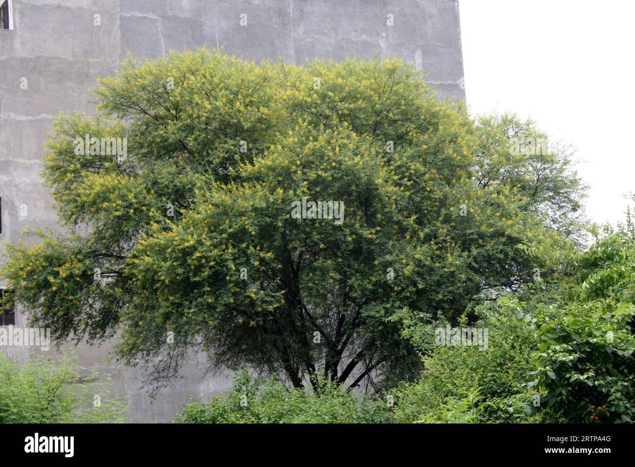 Gomme albero arabo (Acacia nilotica) in fiore : (pix Sanjiv Shukla) Foto Stock