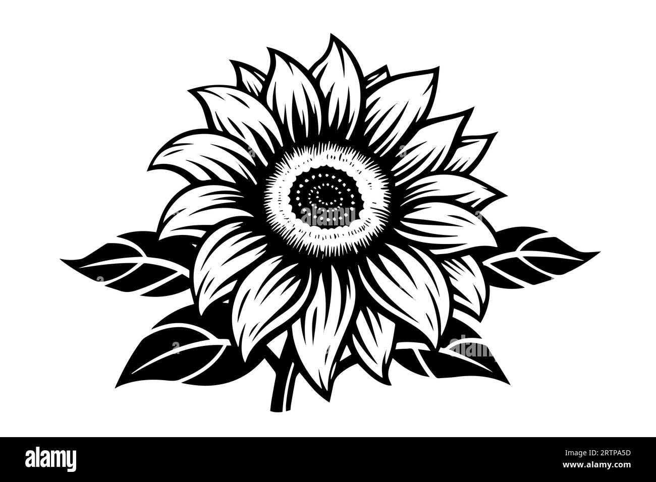 Disegno in stile di incisione vettoriale illustrazione vettoriale di girasole. Schizzo a inchiostro. Illustrazione Vettoriale