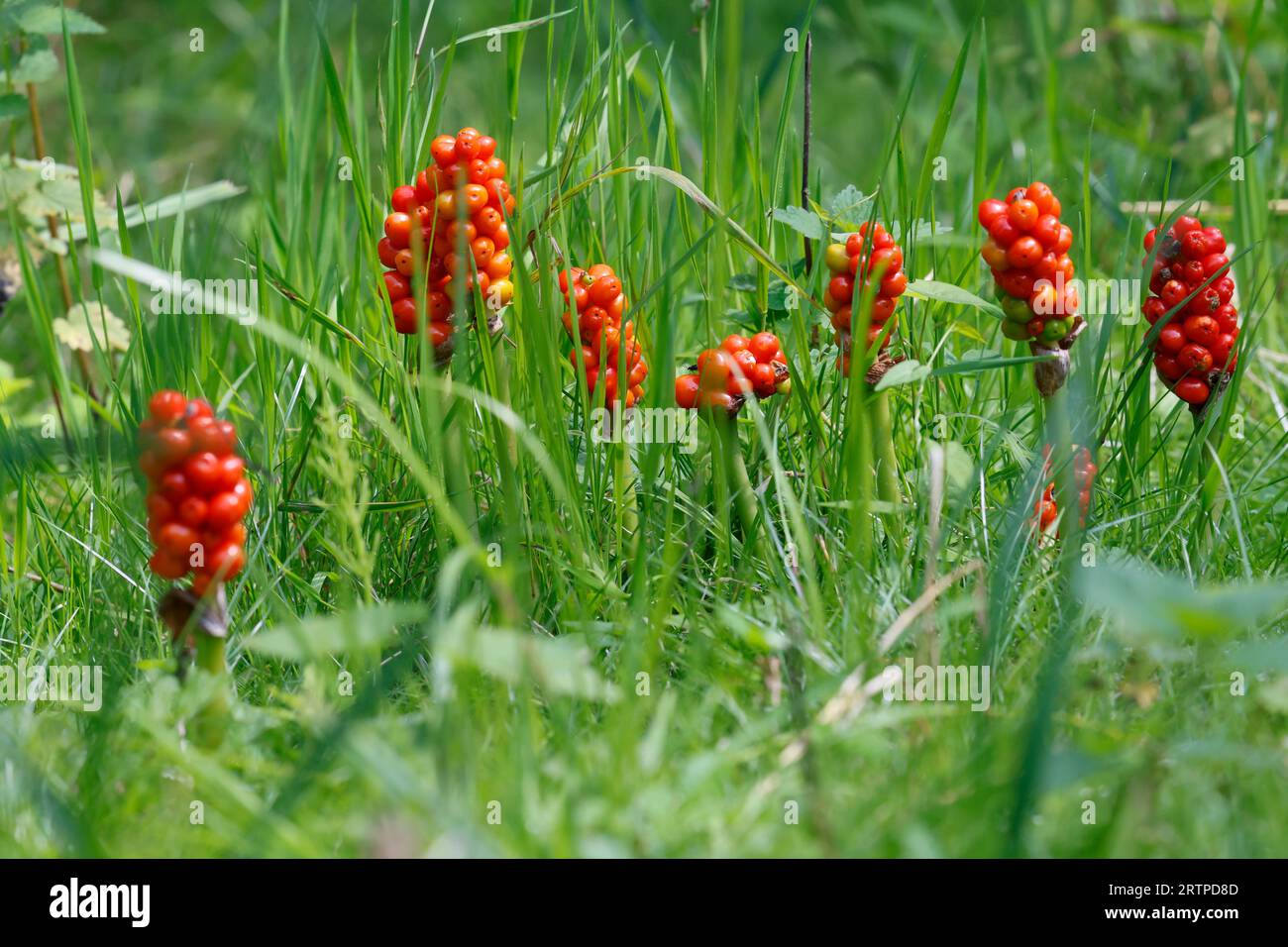 Gefleckter Aronstab, Aronstab, Früchte, Frucht, Fruchtstand, Arum maculatum, snakeshead, radice di adder, arum, arum selvatico, arum lily, signori e signore, d Foto Stock