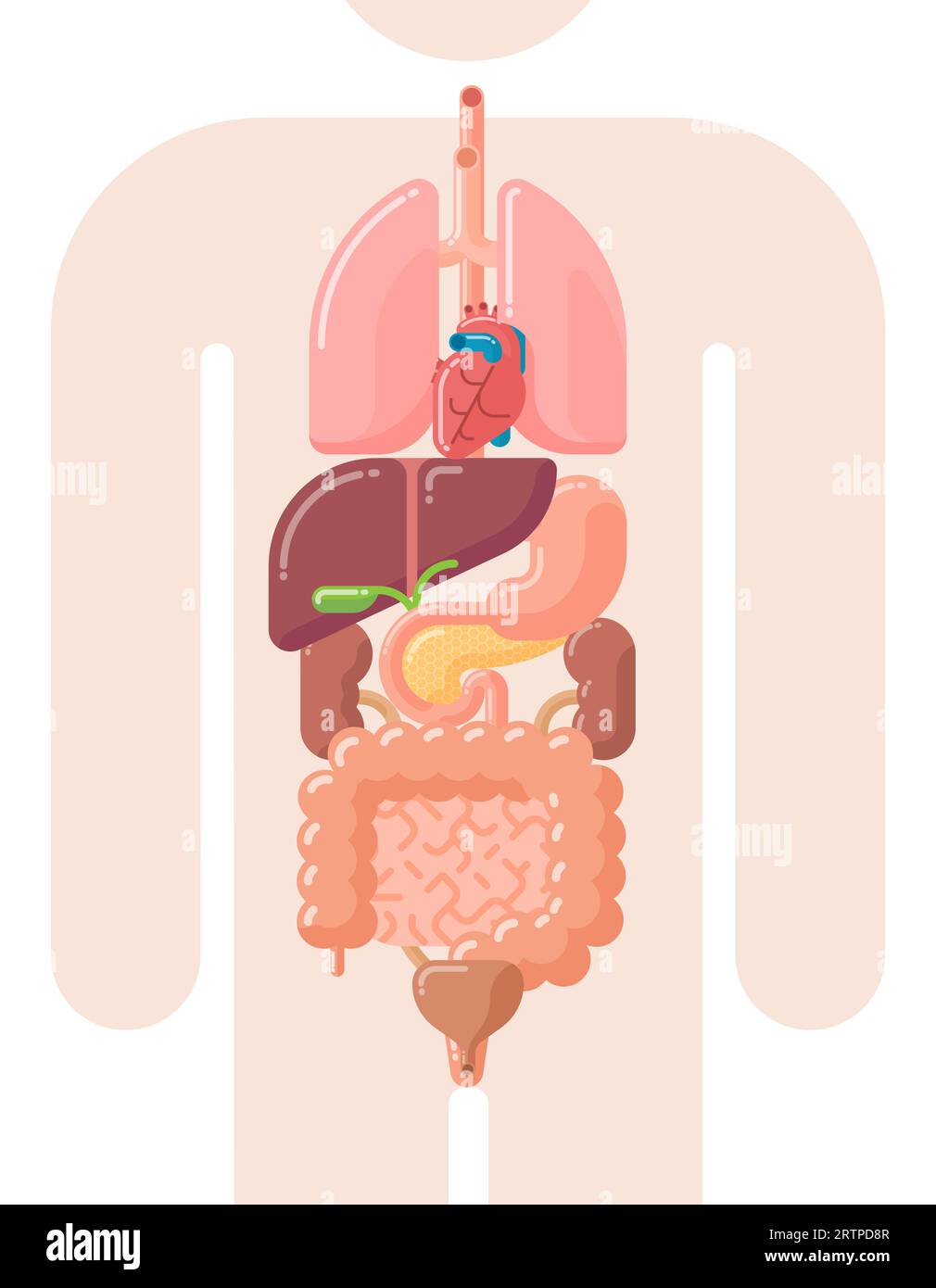 Illustrazione vettoriale piatta di organi interni umani - polmoni, cuore, fegato, stomaco, cistifellea, pancreas, reni, vescica urinaria e intestino Illustrazione Vettoriale