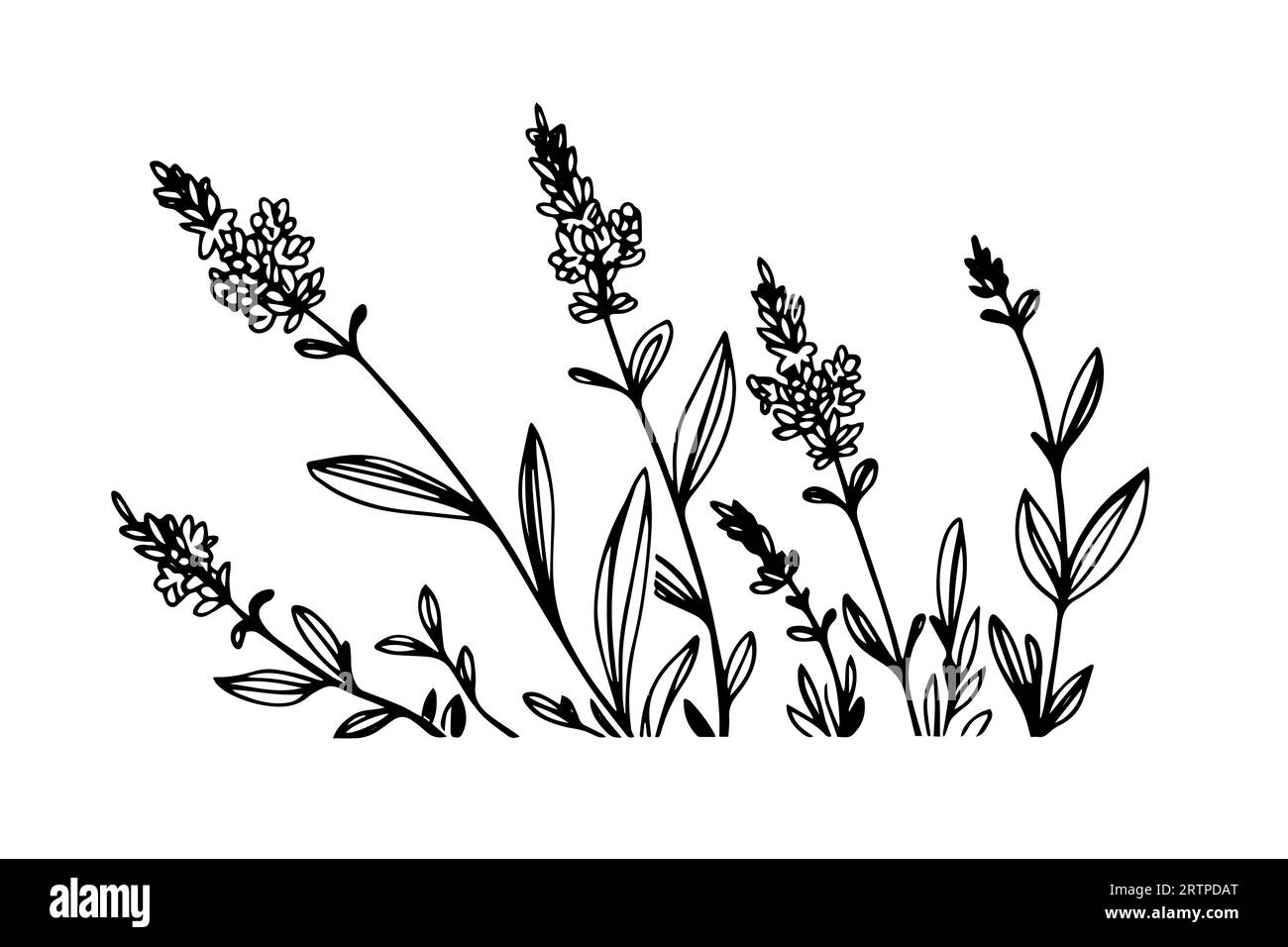 Disegno floreale con fiori di lavanda disegnato a mano. Illustrazione dell'incisione vettoriale. Illustrazione Vettoriale