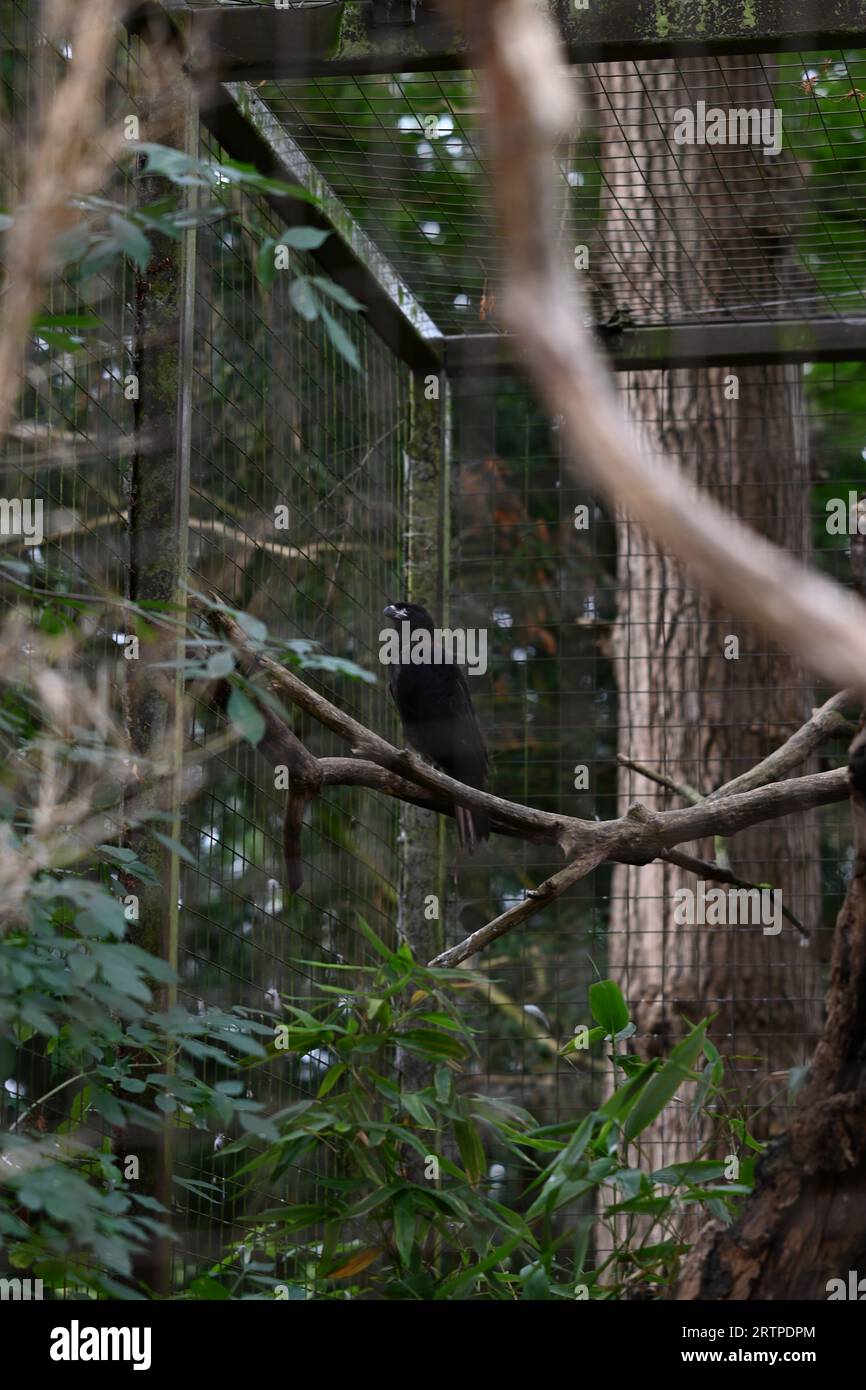 Animale allo zoo Foto Stock
