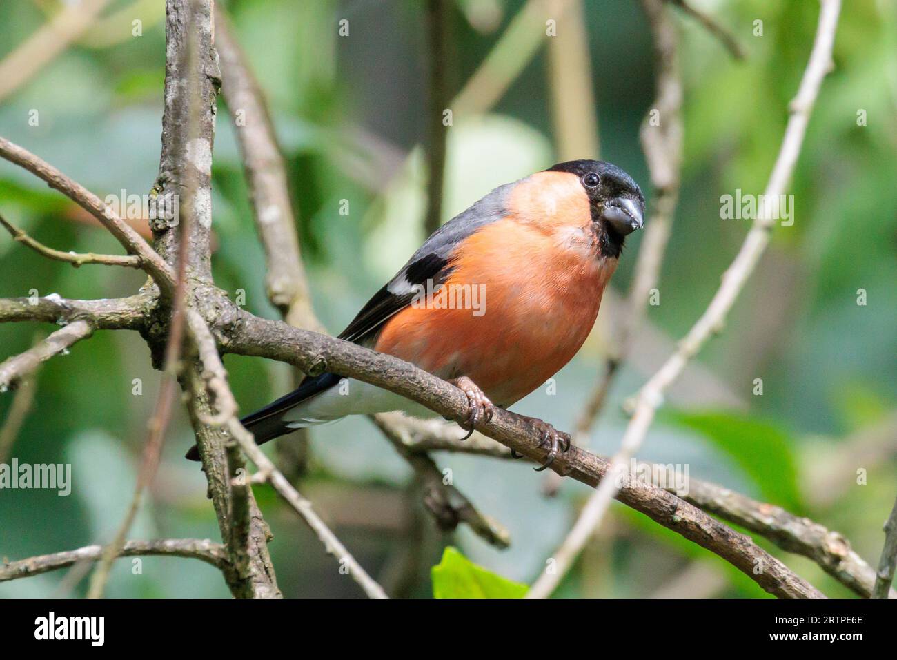 Maschio eurasiatico bullfinch, Pyrrhula pyrrrhula, Sussex, Regno Unito Foto Stock