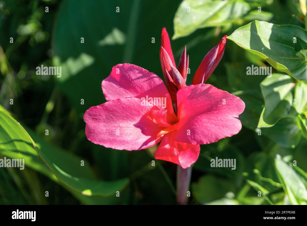 Fiori di canna indica (canna indica) circondati dal verde nel giardino Foto Stock