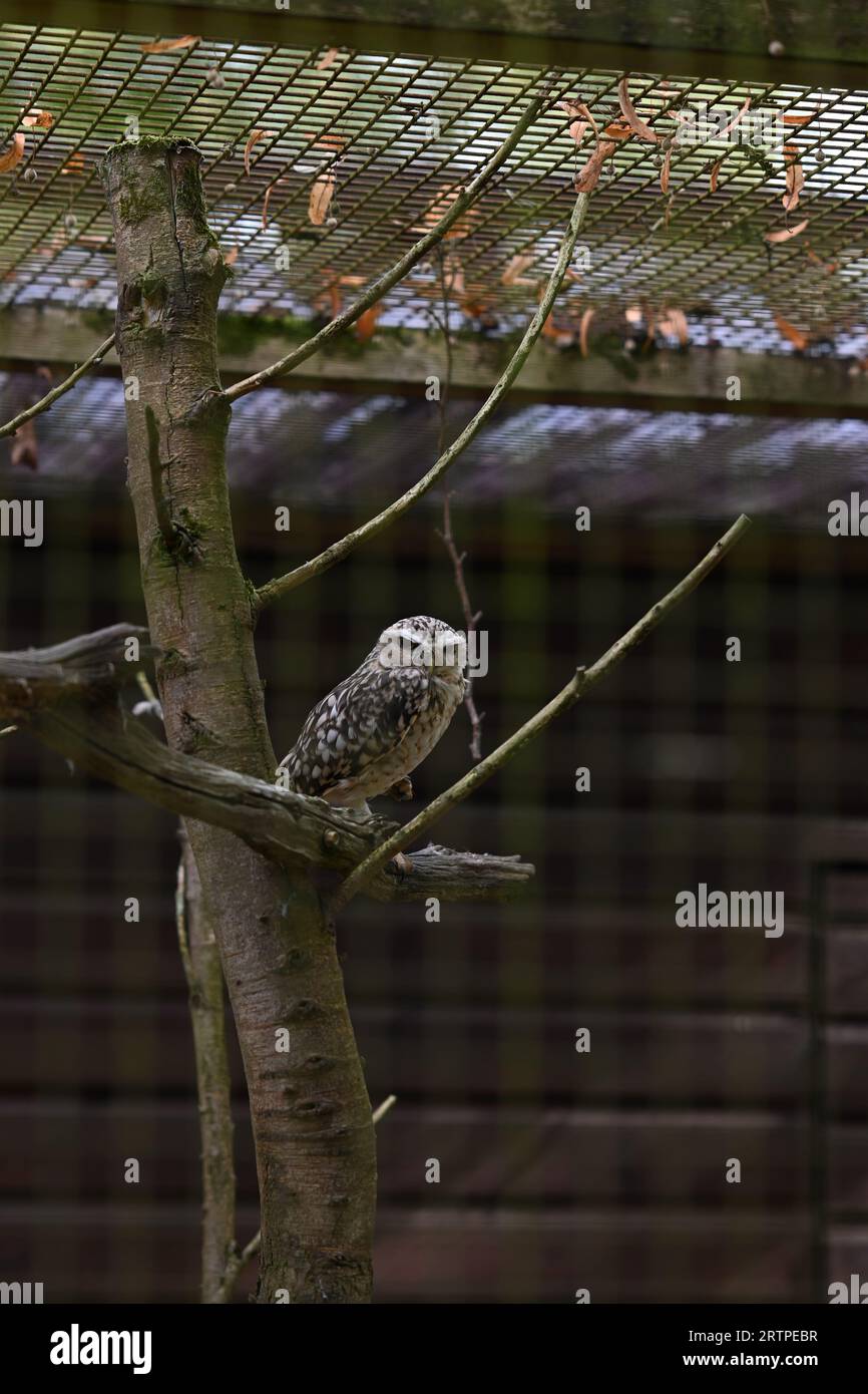 Animale allo zoo Foto Stock