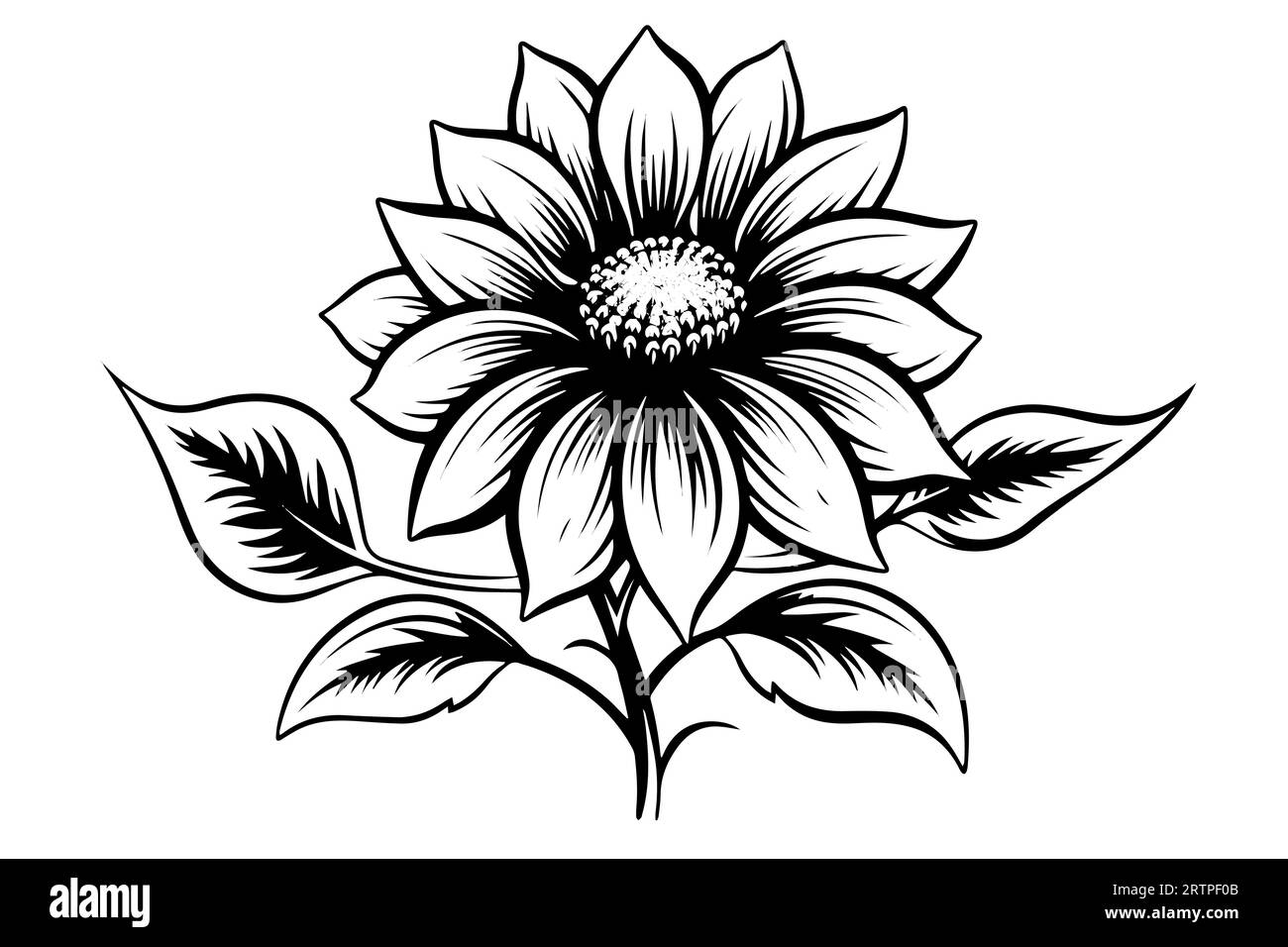 Disegno in stile di incisione vettoriale illustrazione vettoriale di girasole. Schizzo a inchiostro. Illustrazione Vettoriale