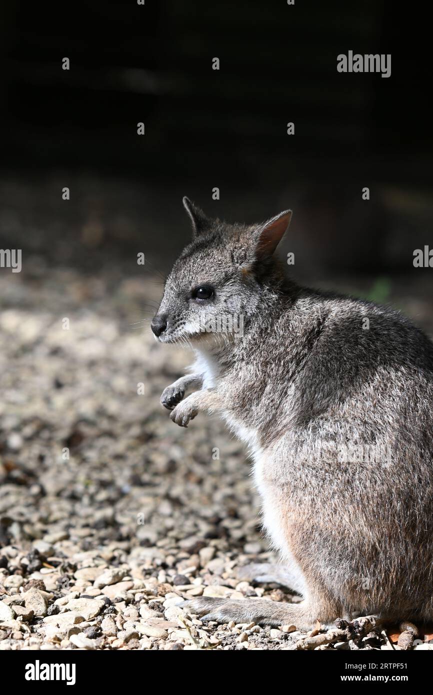 Animale allo zoo Foto Stock