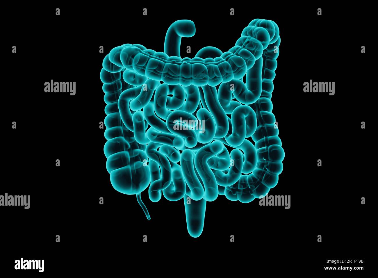 illustrazione 3d dell'intestino umano simulazione realistica dei raggi x isolata sul nero Foto Stock