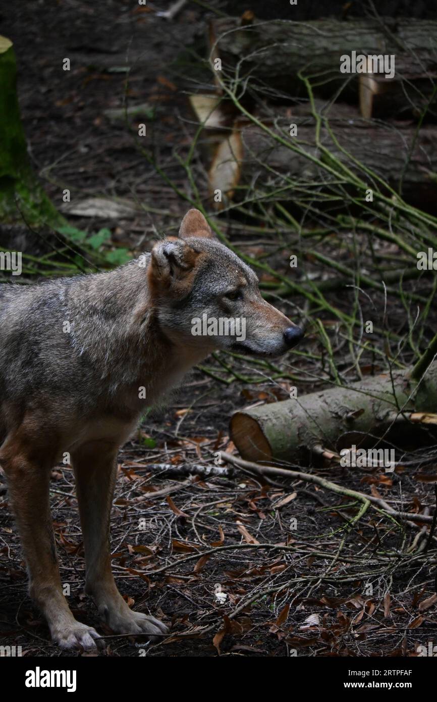 Animale allo zoo Foto Stock
