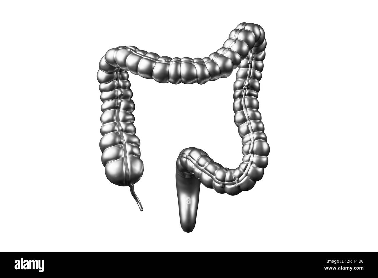 illustrazione 3d dell'intestino umano metallico. Intestino crasso isolato su sfondo bianco Foto Stock