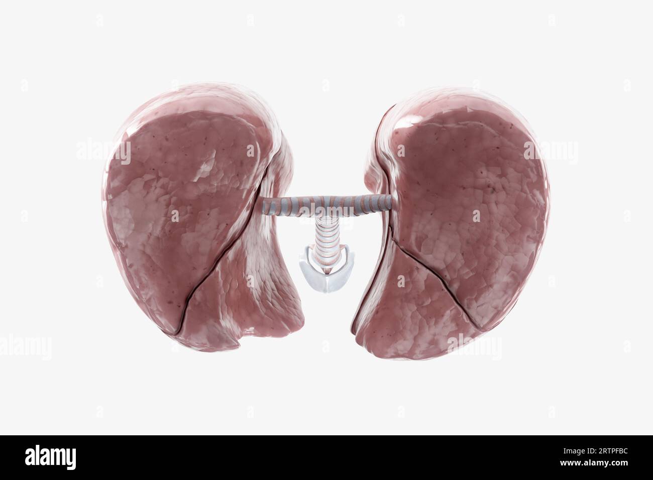 Illustrazione 3d realistica dell'organo umano interno - polmoni isolati su sfondo bianco. Vista inferiore dei polmoni umani Foto Stock