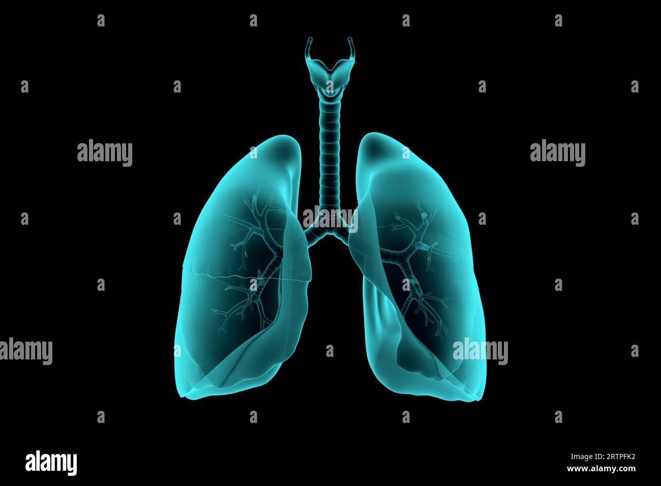 illustrazione 3d dei polmoni umani simulazione realistica dei raggi x isolata sul nero Foto Stock