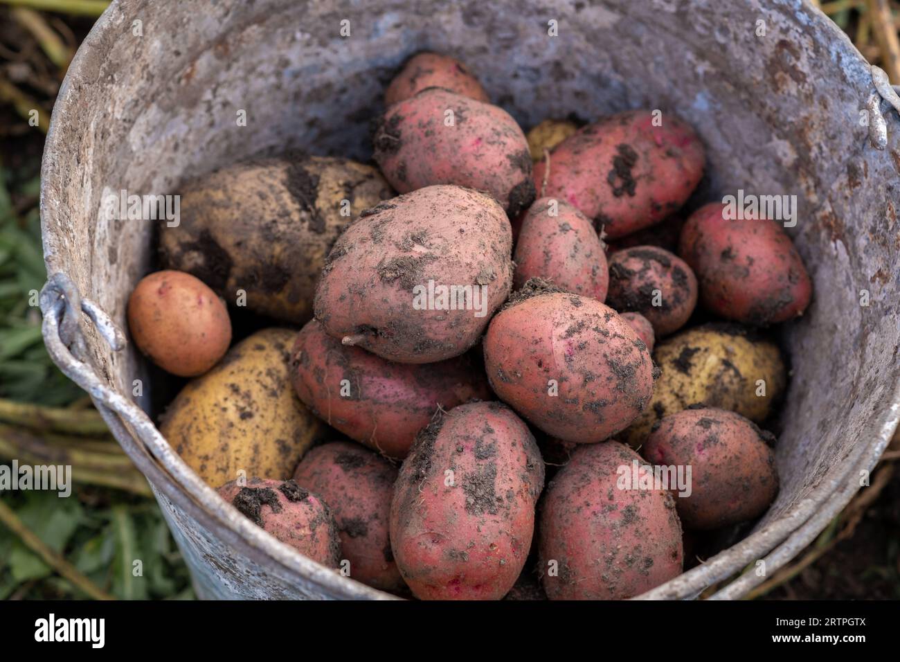 Patate di scavo nel giardino. Tempo di raccolto, piantando patate. Foto Stock