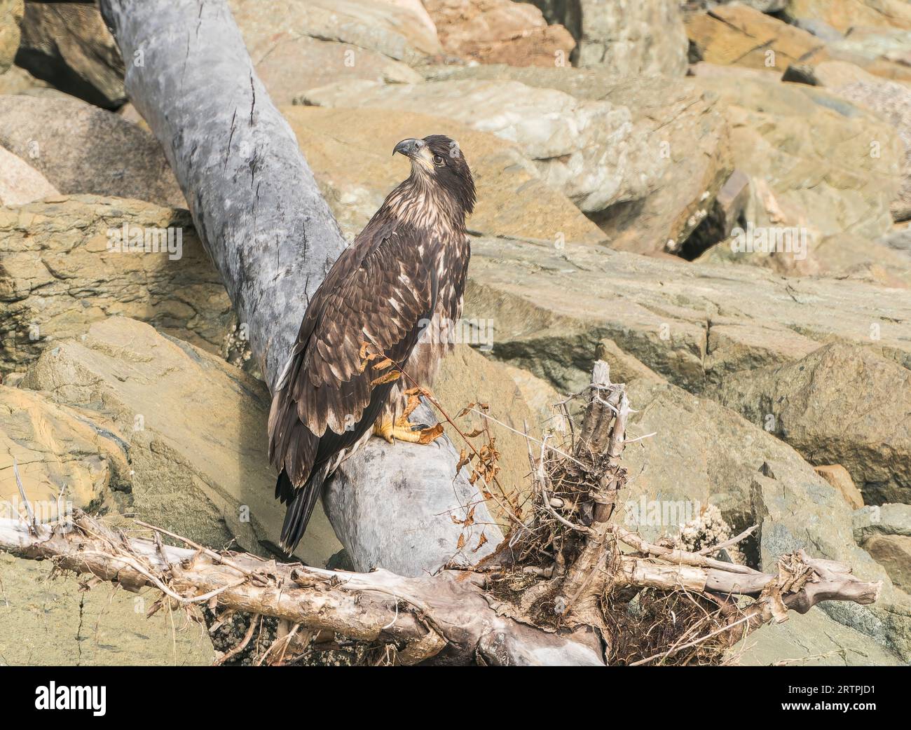 American Bald Eagle, Haliaeetus leucocephalus, single giovanile in spiaggia vicino a Juneau, Alaska, USA, 24 agosto 2023 Foto Stock