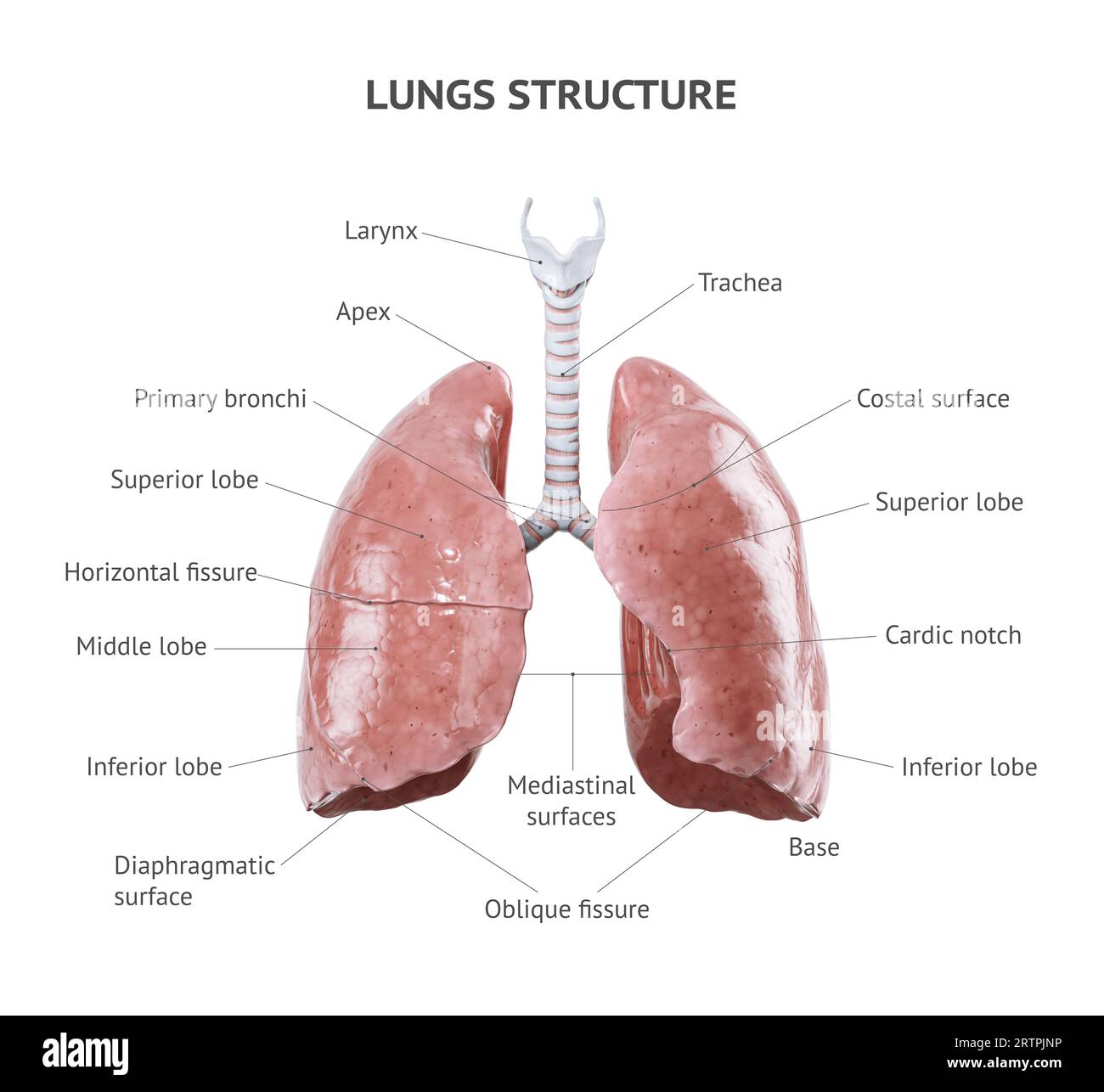 Illustrazione 3d realistica anatomicamente accurata dell'organo umano interno - polmoni isolati su sfondo bianco. Struttura polmonare con didascalie di testo posizionate correttamente Foto Stock