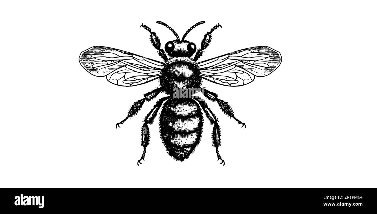 Incisione vettoriale illustrazione a mano di ape miele su sfondo bianco. Illustrazione Vettoriale
