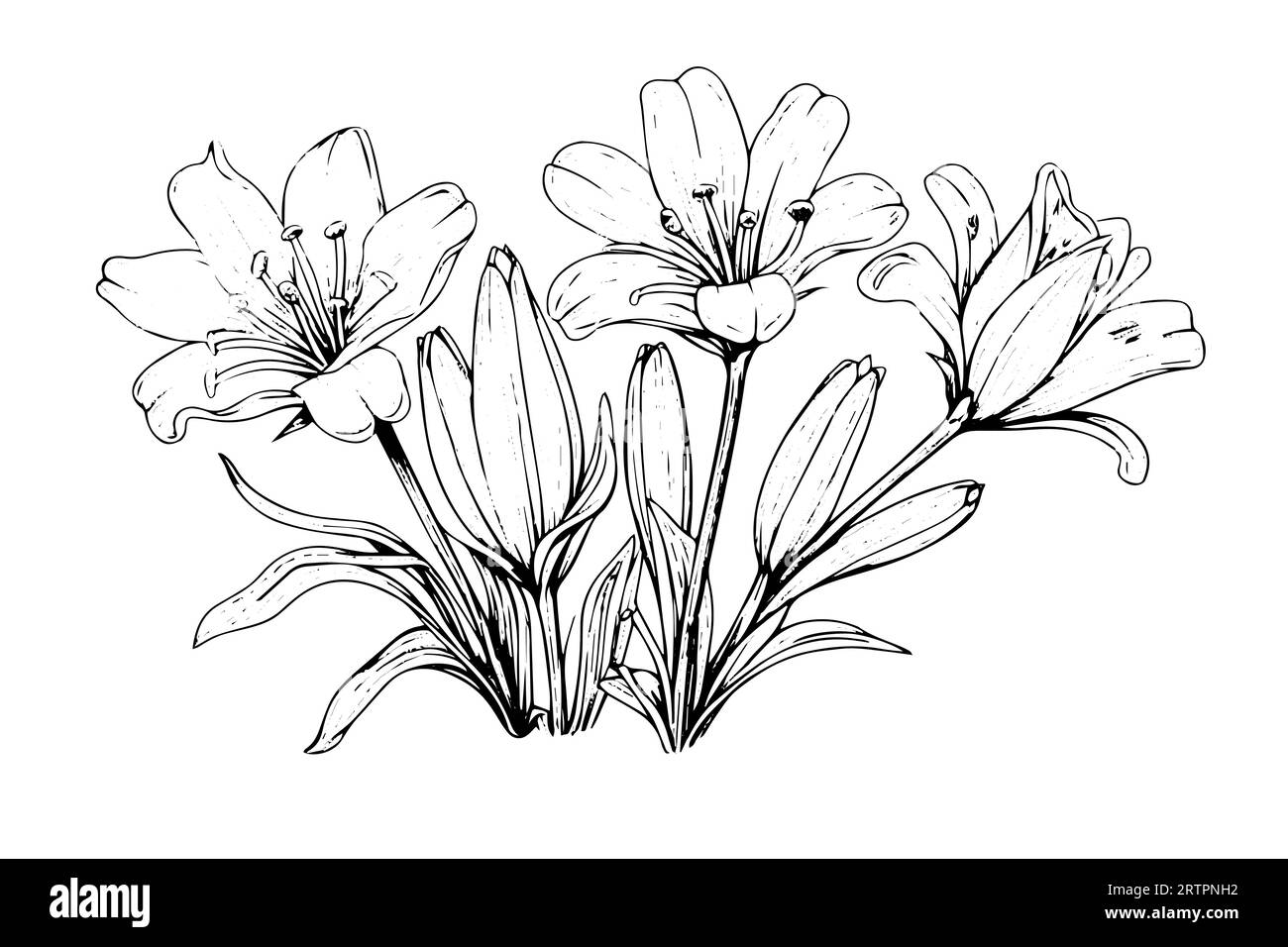 Schizzo con inchiostro disegnato a mano in zafferano o croco. Illustrazione vettoriale in stile vintage. Illustrazione Vettoriale