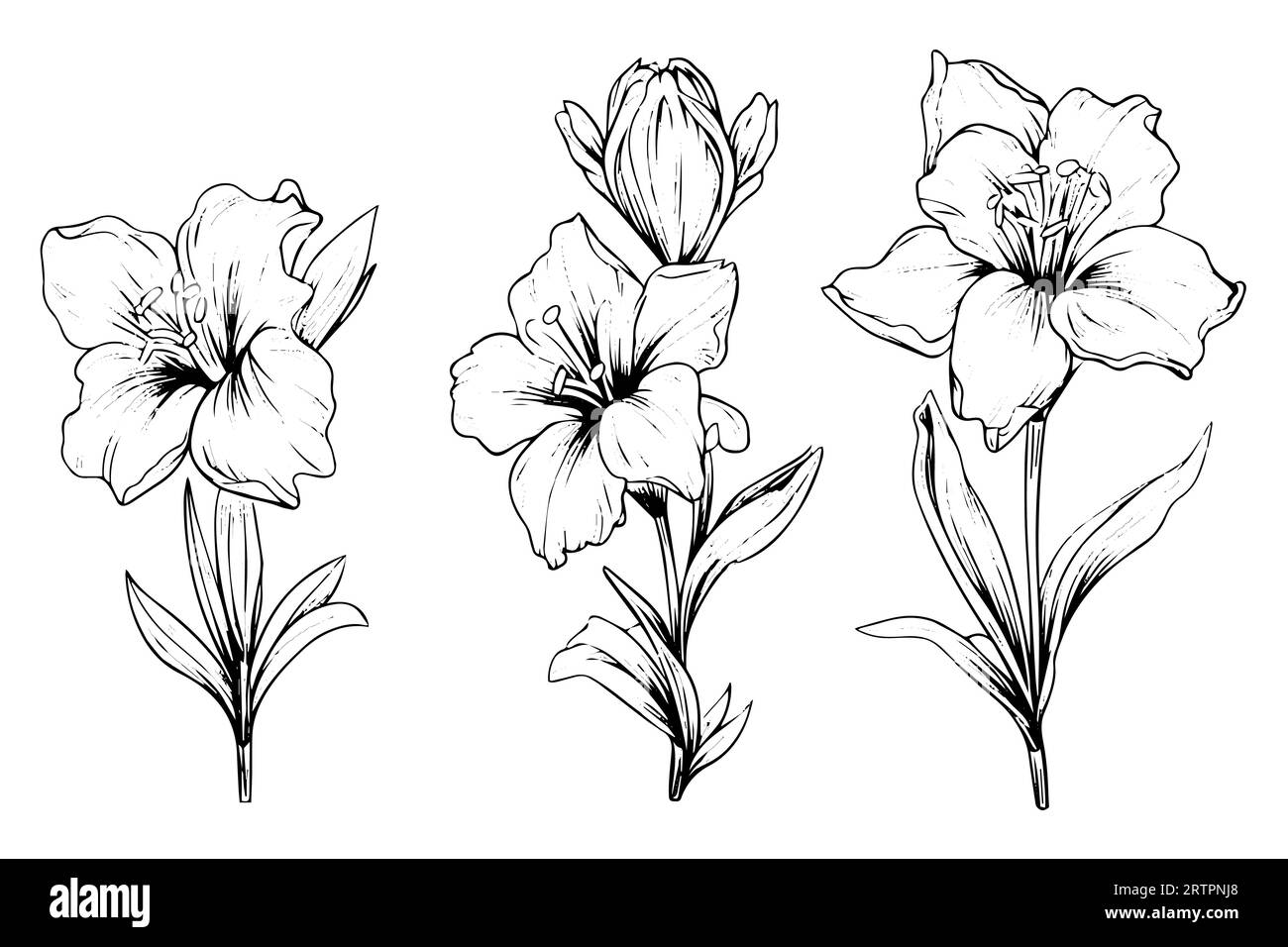 Schizzo con inchiostro disegnato a mano in zafferano o croco. Illustrazione vettoriale in stile vintage. Illustrazione Vettoriale