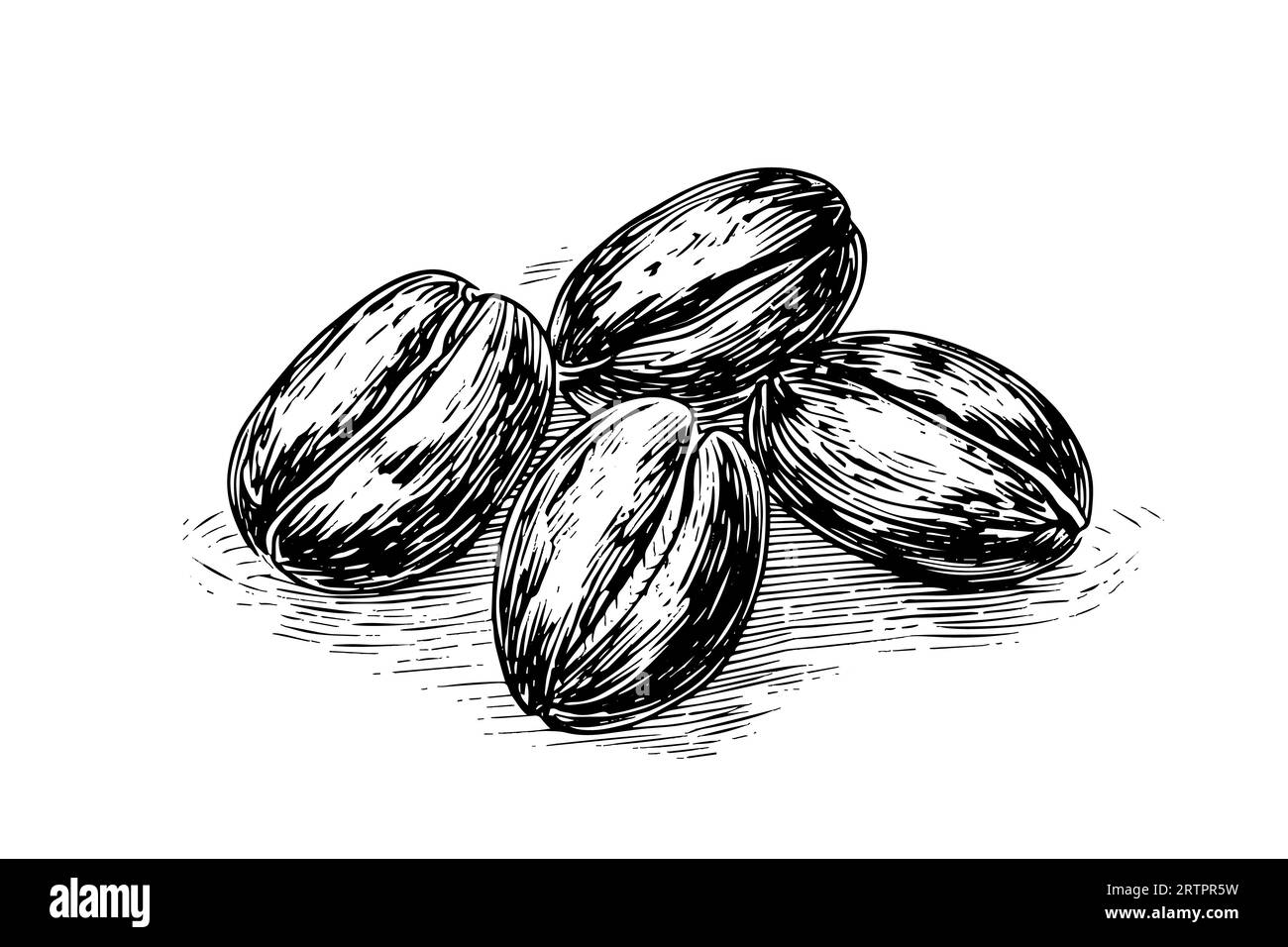 Grani di caffè disegnati a mano, illustrazione vettoriale. Illustrazione Vettoriale