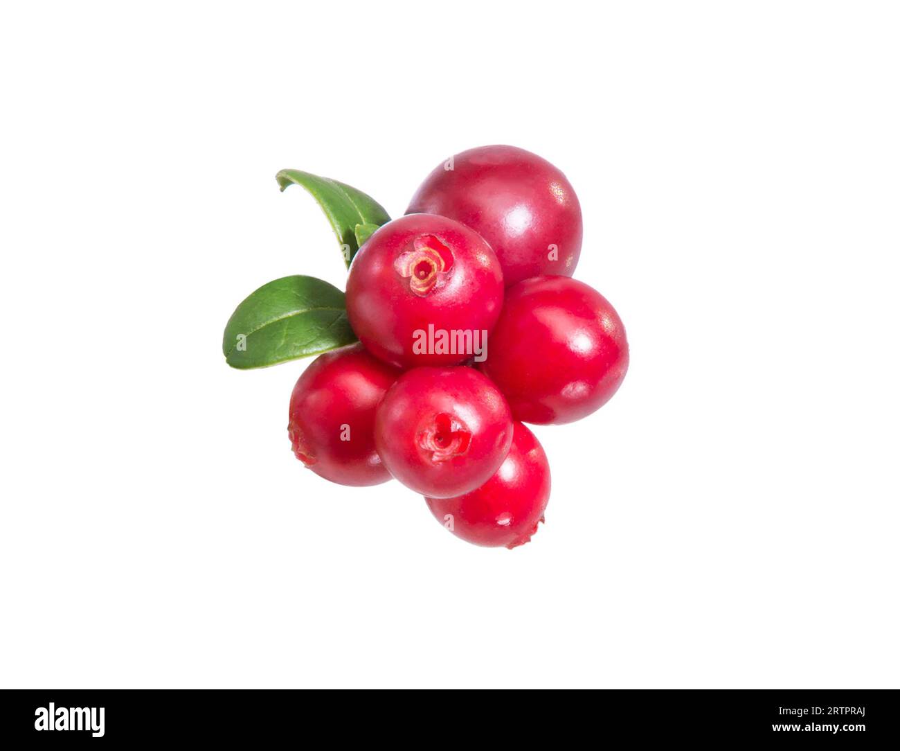 Rametto di cowberry con foglie verdi e bacche rosse (Vaccinium vitis-idaea, lingonberry, mirtillo di montagna). Foresta cowberries. Bacche selvatiche. Re Foto Stock
