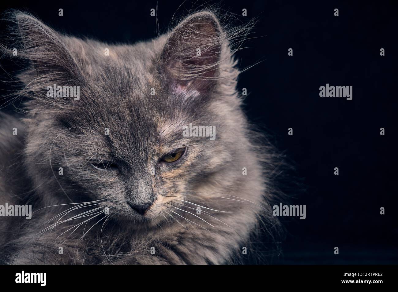 Sfondo nero gattino grigio addormentato Foto Stock