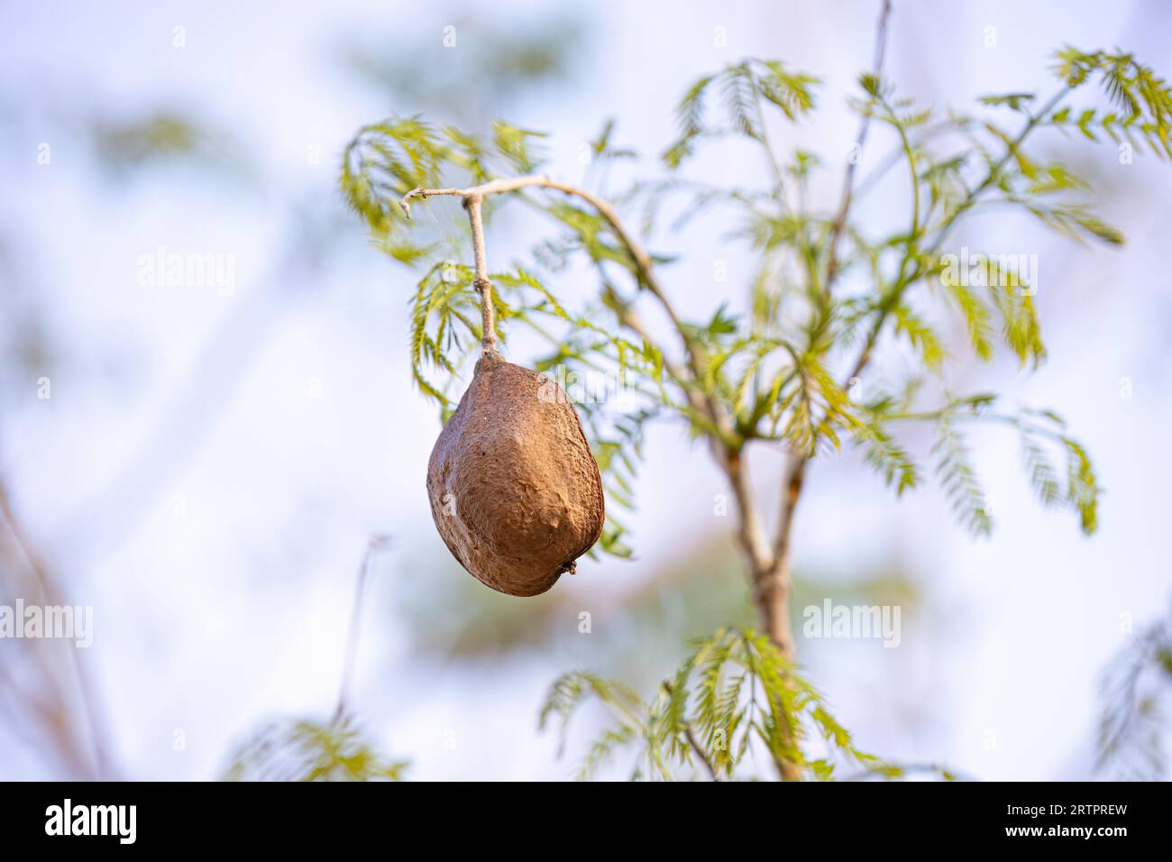 Jacaranda blu frutti di albero della specie Jacaranda mimosifolia Foto Stock