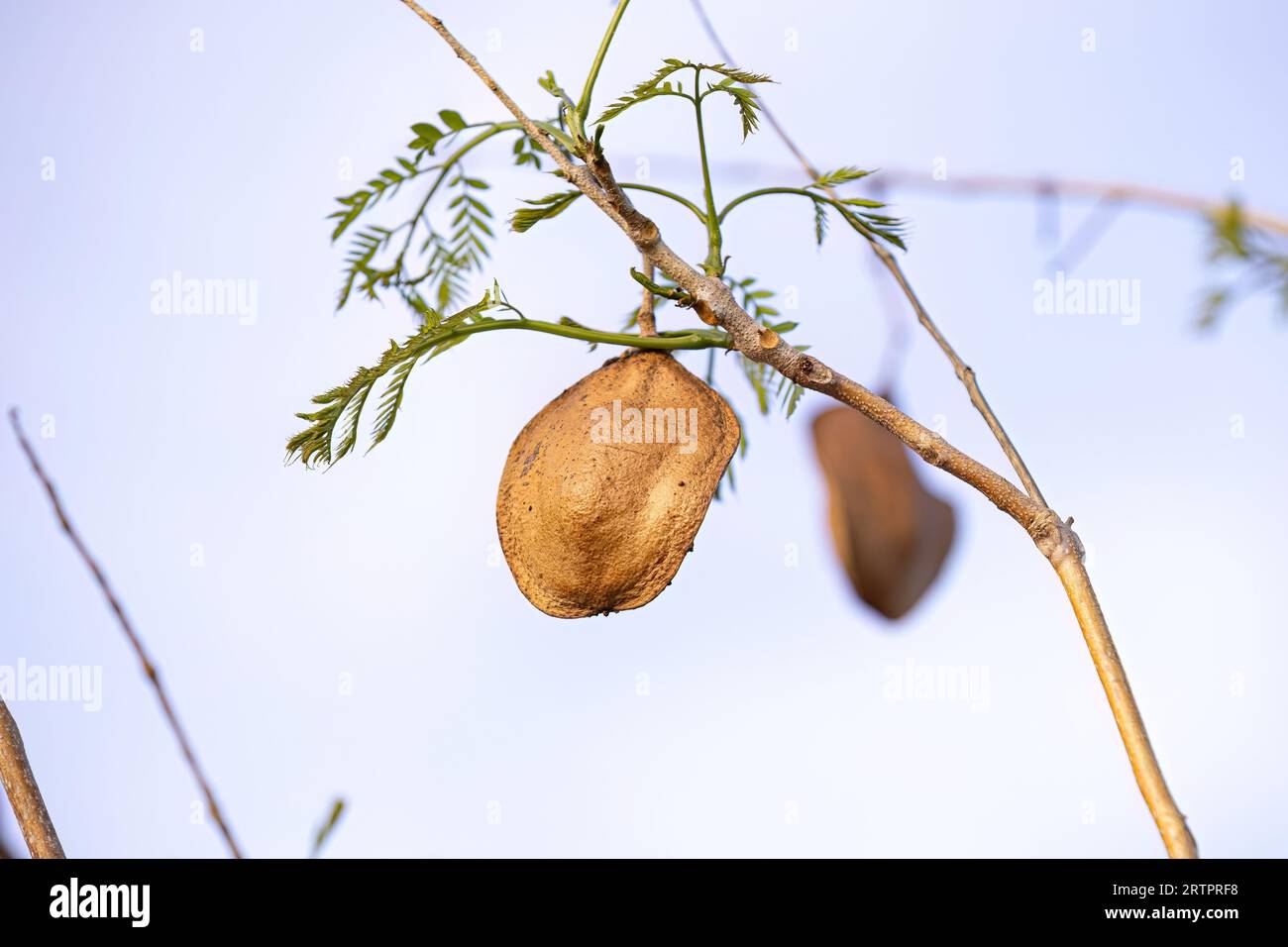 Jacaranda blu frutti di albero della specie Jacaranda mimosifolia Foto Stock