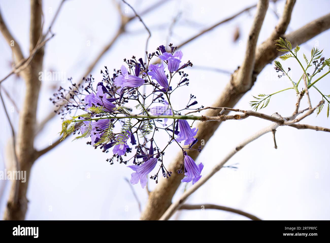 Blue Jacaranda Tree della specie Jacaranda mimosifolia con fiori e fuoco selettivo Foto Stock