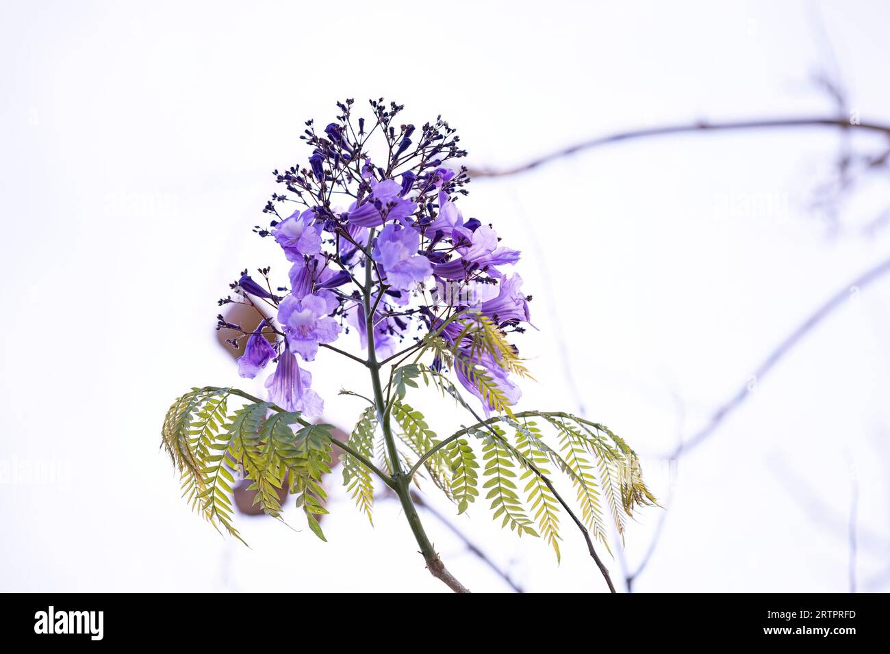 Blue Jacaranda Tree della specie Jacaranda mimosifolia con fiori e fuoco selettivo Foto Stock