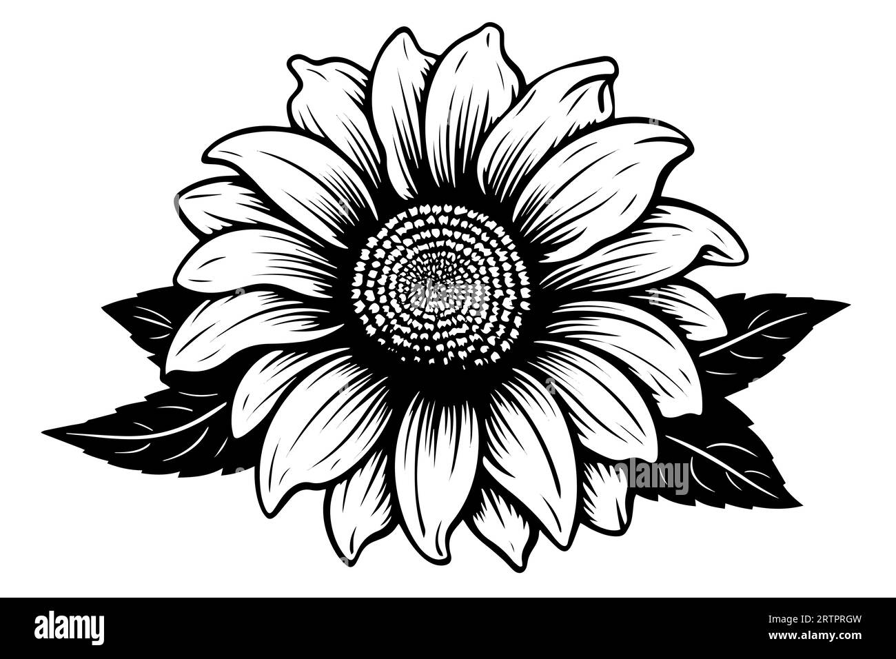 Disegno in stile di incisione vettoriale illustrazione vettoriale di girasole. Schizzo a inchiostro. Illustrazione Vettoriale