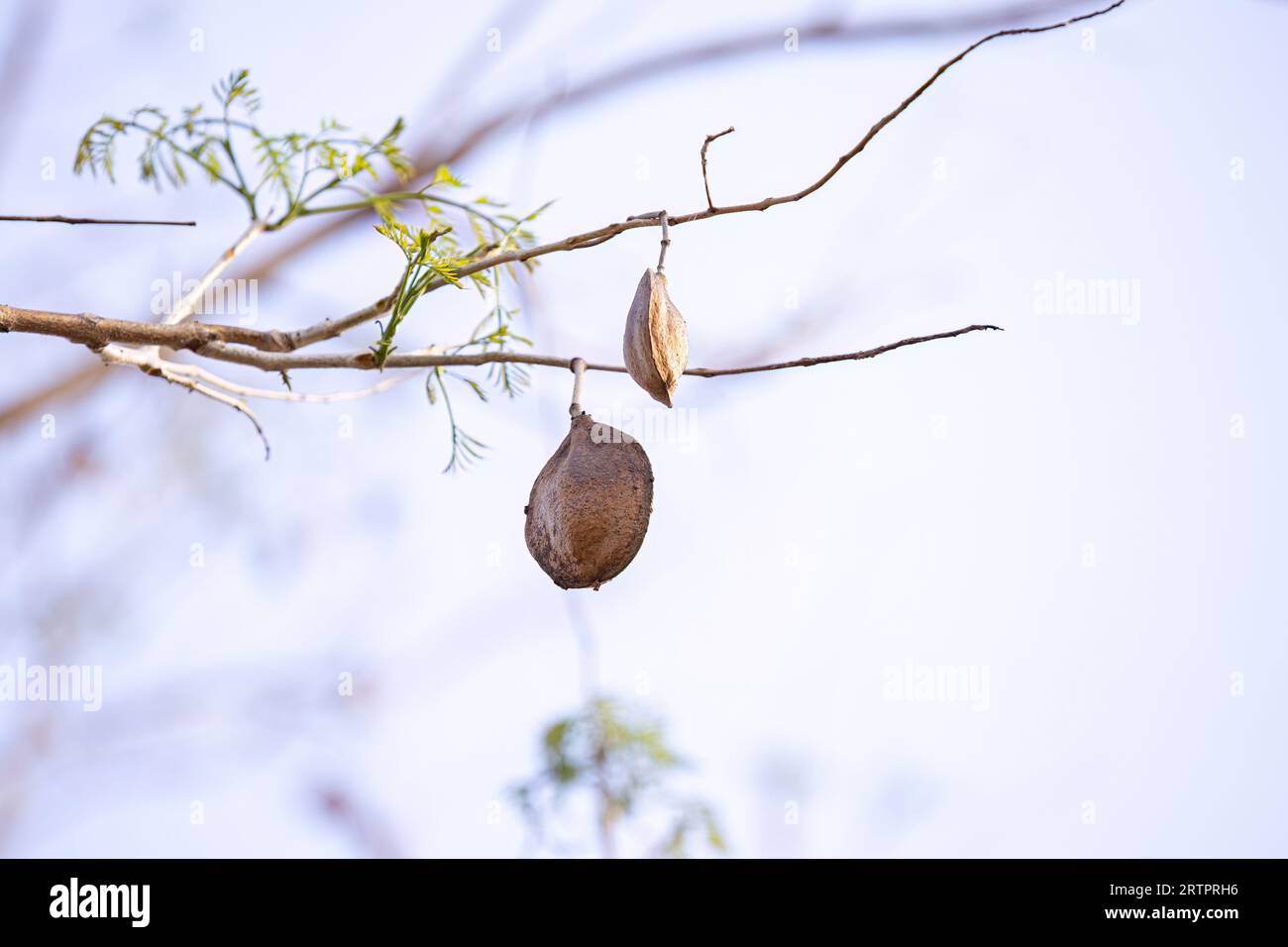 Jacaranda blu frutti di albero della specie Jacaranda mimosifolia Foto Stock