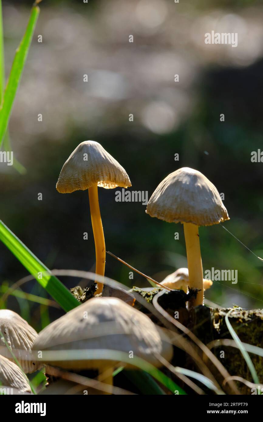 Bella giornata di sole con funghi sullo sfondo della foresta Foto Stock
