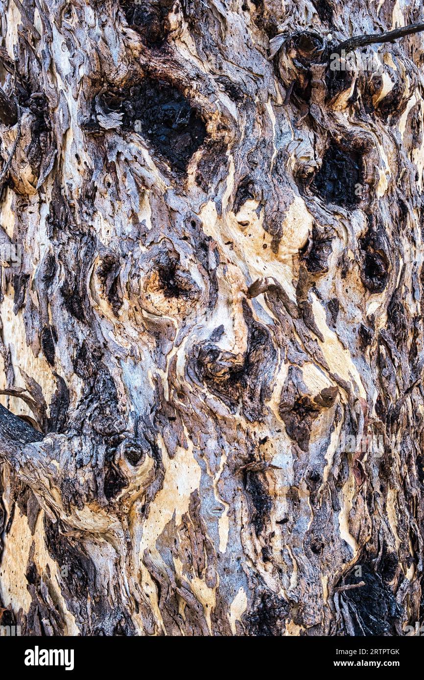 Consistenza della corteccia di un vecchio eucalipto wandoo (gomma bianca) in una foresta dell'Australia occidentale Foto Stock