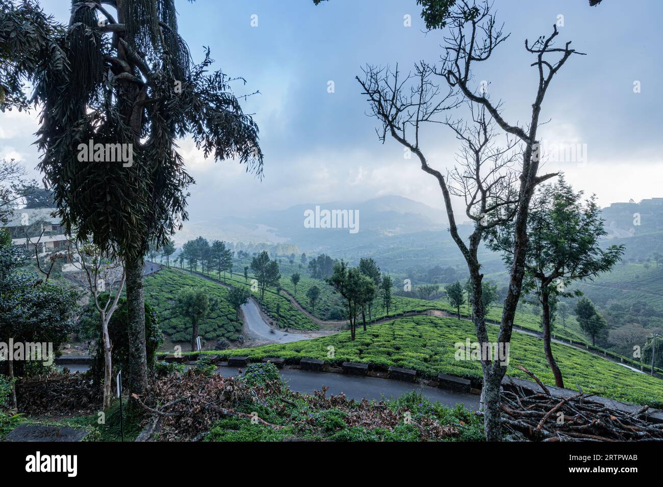 Munnar Tea Garden View con paesaggio Foto Stock