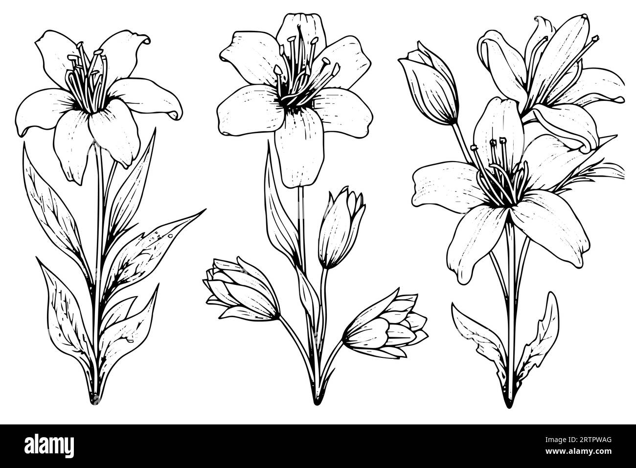 Schizzo con inchiostro disegnato a mano in zafferano o croco. Illustrazione vettoriale in stile vintage. Illustrazione Vettoriale