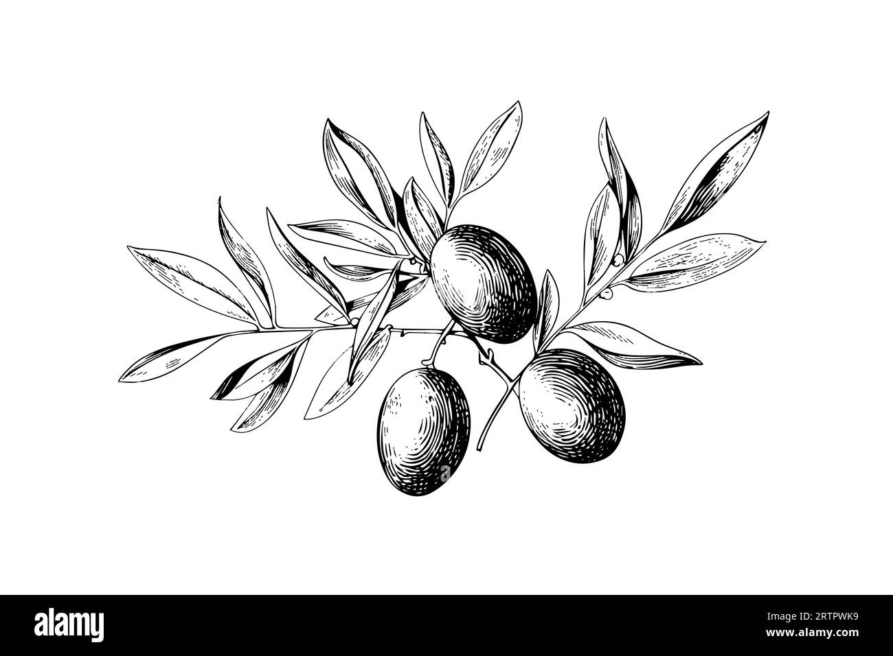 Brunch alle olive con elemento in stile incisione per poster, collage e banner. Illustrazione vettoriale. Illustrazione Vettoriale