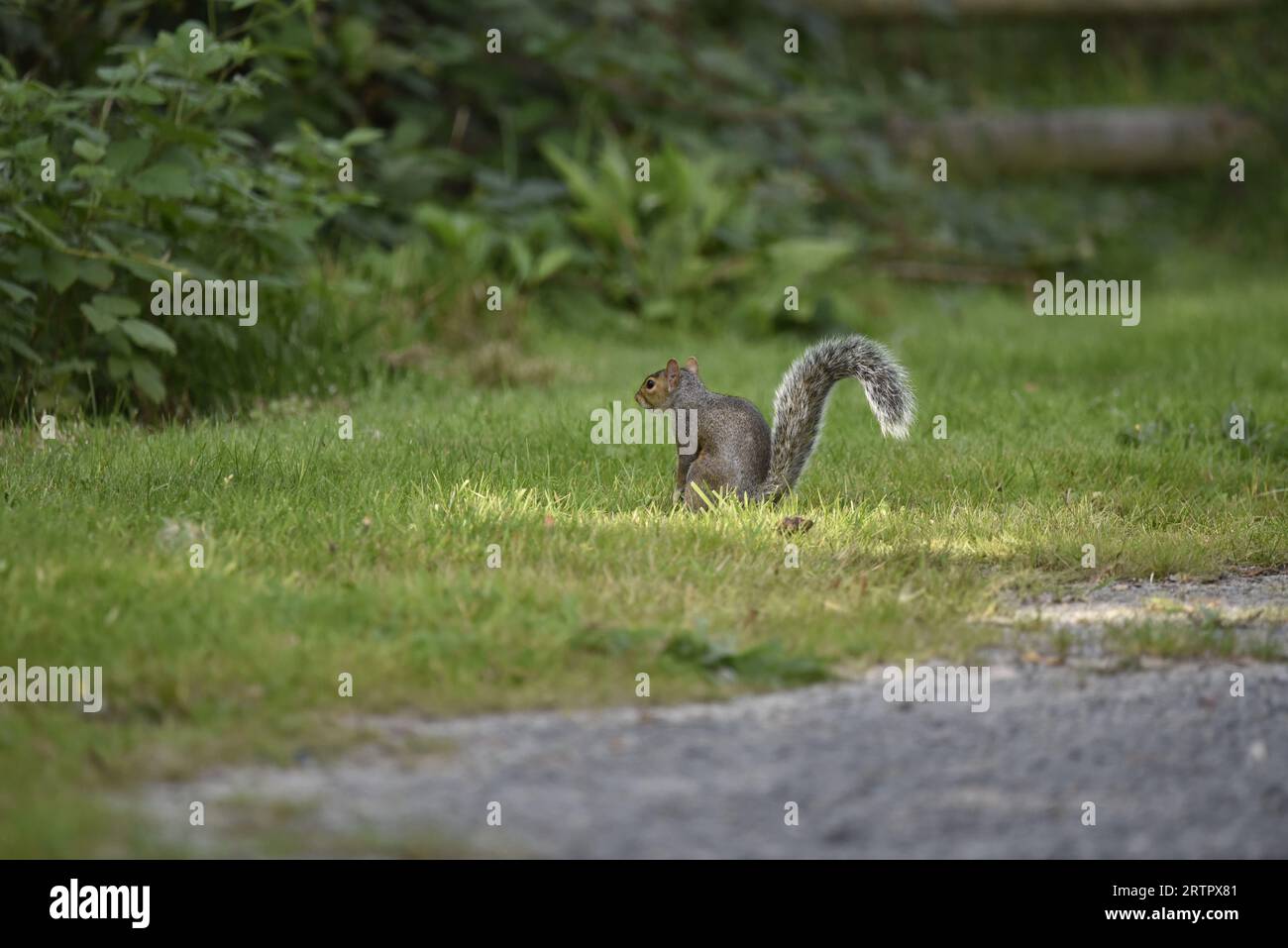Eastern Grey Squirrel (Sciurus carolinensis) seduto su erba a sinistra, guardando verso Green Hedge background, preso in Galles, Regno Unito in autunno Foto Stock