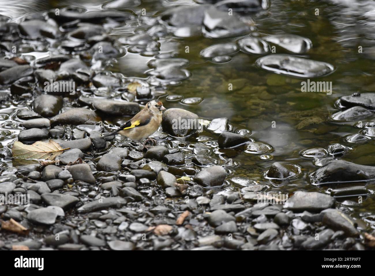 Giovane Goldfinch europeo (Carduelis carduelis) in piedi su pietre a destra, sul bordo di un fiume in Galles, preso in autunno Foto Stock