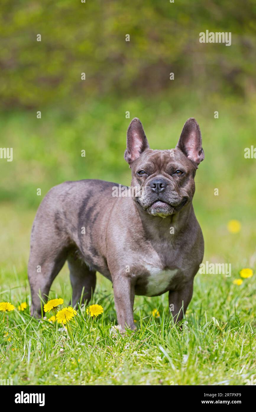 Bulldog francese lilla/Isabella francese/Bouledogue francese, razza di cane da compagnia francese o cane giocattolo nel prato Foto Stock
