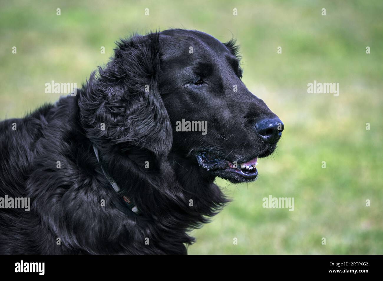 Razza di cane da caccia/cane da caccia con rivestimento piatto nero originaria dell'Inghilterra nelle praterie Foto Stock