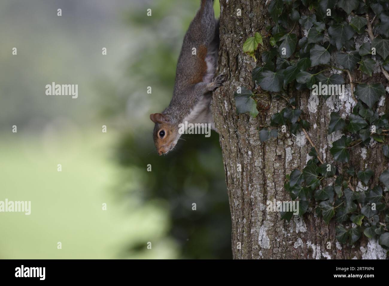 Immagine ravvicinata di uno scoiattolo grigio orientale (Sciurus carolinensis) rivolto verso il basso sul lato sinistro di un tronco d'albero, a destra dell'immagine, scattata nel Regno Unito Foto Stock