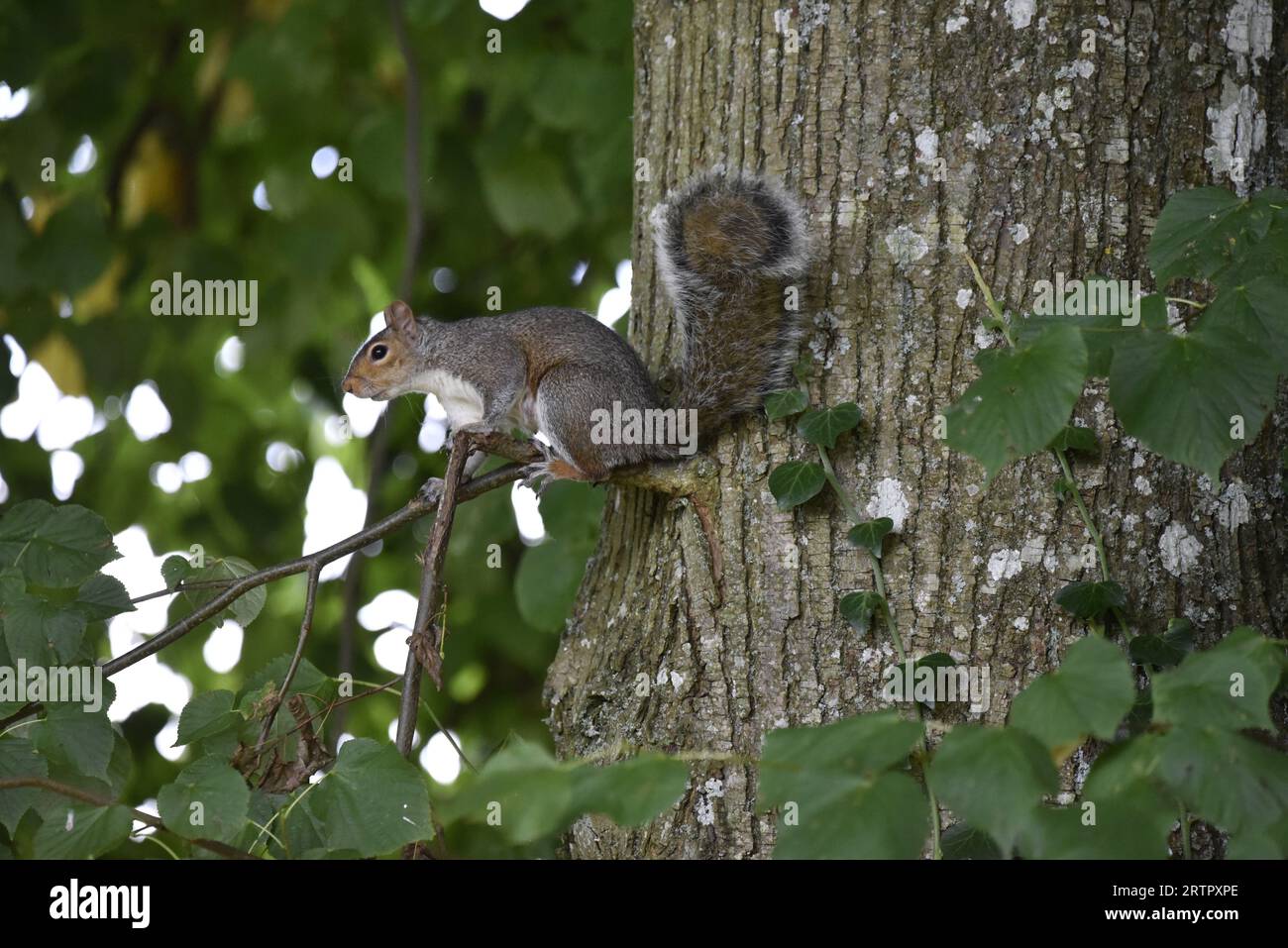 Immagine ravvicinata di uno scoiattolo grigio orientale (Sciurus carolinensis) che tiene un ramo di un albero sottile nel profilo sinistro, su un tronco di albero a destra dell'immagine, Regno Unito Foto Stock
