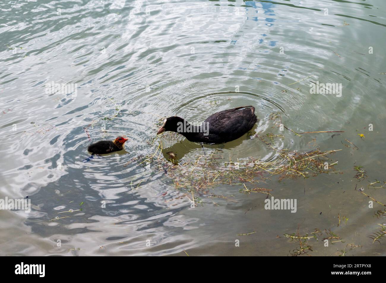 Coot eurasiatica (Fulica atra) e la sua giovane sul lago Dobbiaco Foto Stock