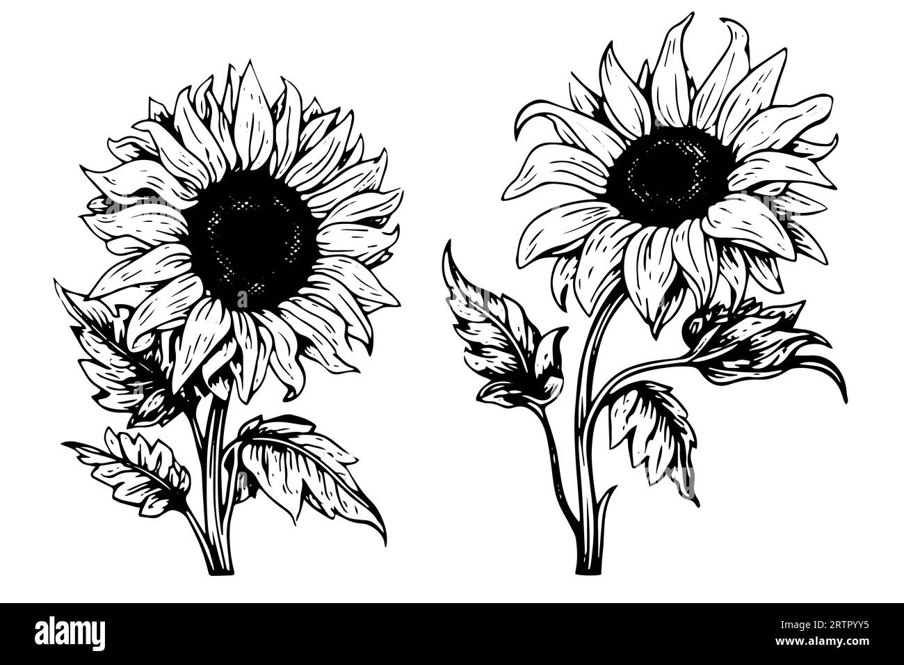 Disegno in stile di incisione vettoriale illustrazione vettoriale di girasole. Schizzo a inchiostro. Illustrazione Vettoriale