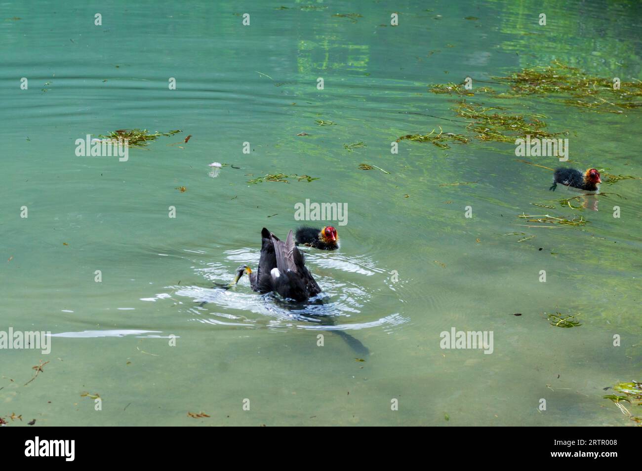 Coot eurasiatica (Fulica atra) e la sua giovane sul lago Dobbiaco Foto Stock