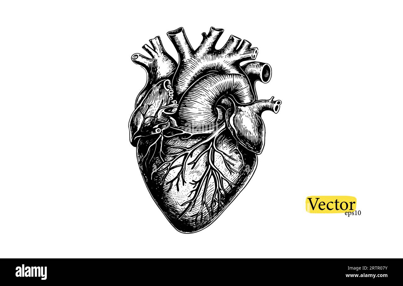 Umano anatomicamente cuore disegnato a mano linea art . Tatuaggio flash o vettore di disegno di stampa. Illustrazione Vettoriale