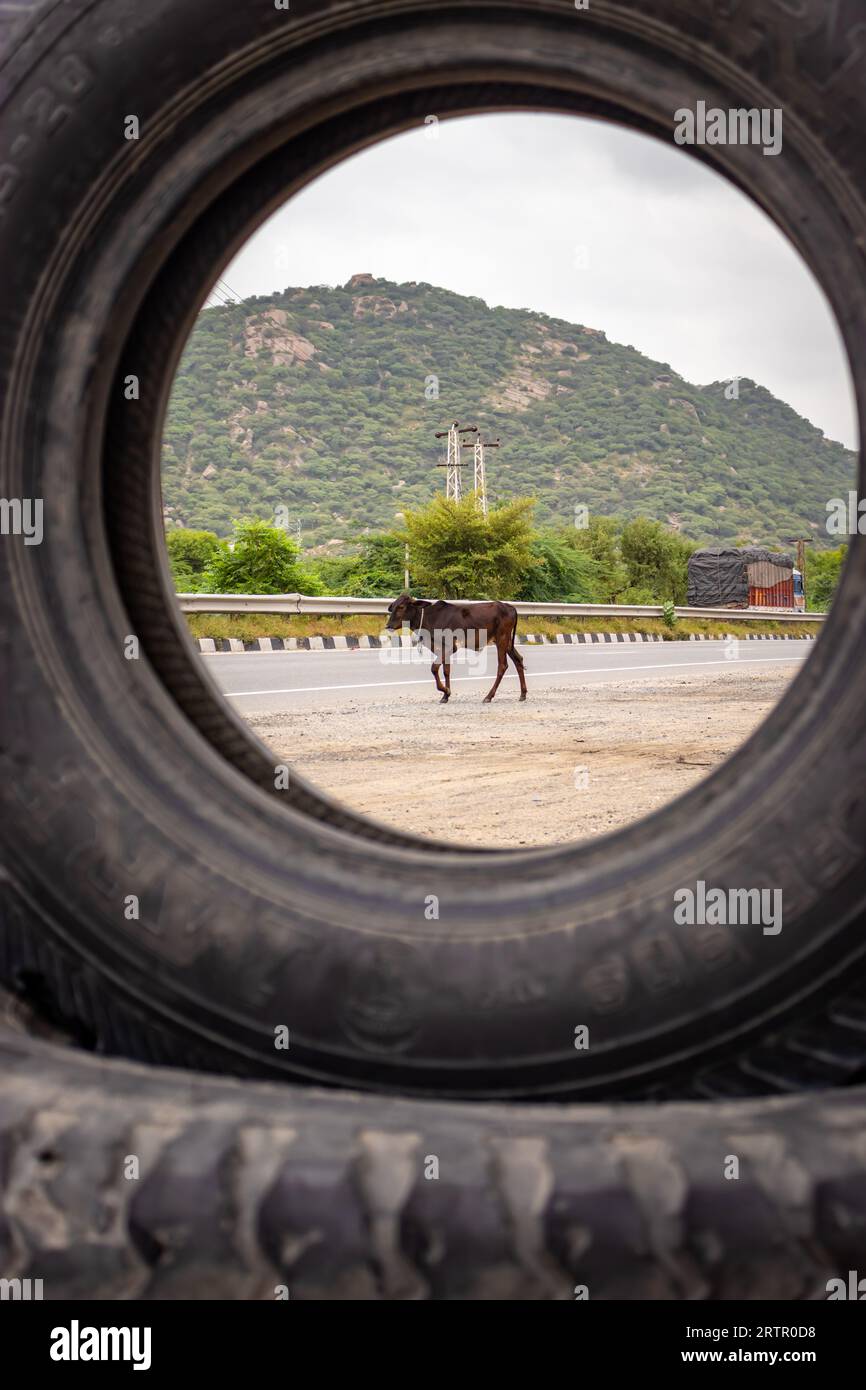 Il toro nero che attraversa le autostrade nazionali al mattino da un'immagine percettiva unica è stata scattata ad ajmer rajasthan india il 19 agosto 2023. Foto Stock