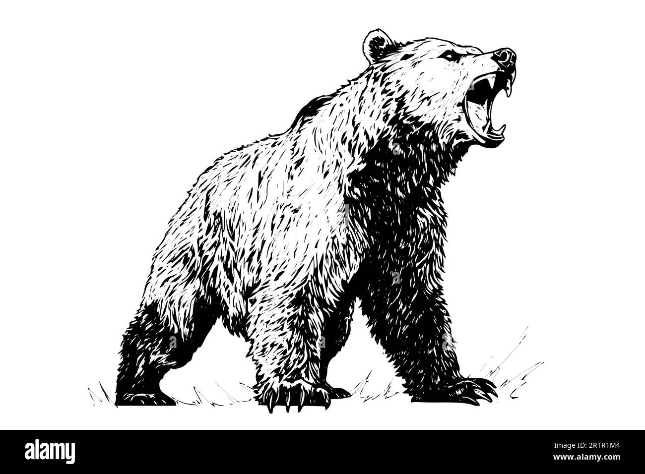 Disegnare a mano a inchiostro la mascotte o il logotipo dell'orso. Illustrazione vettoriale nello stile di incisione. Illustrazione Vettoriale